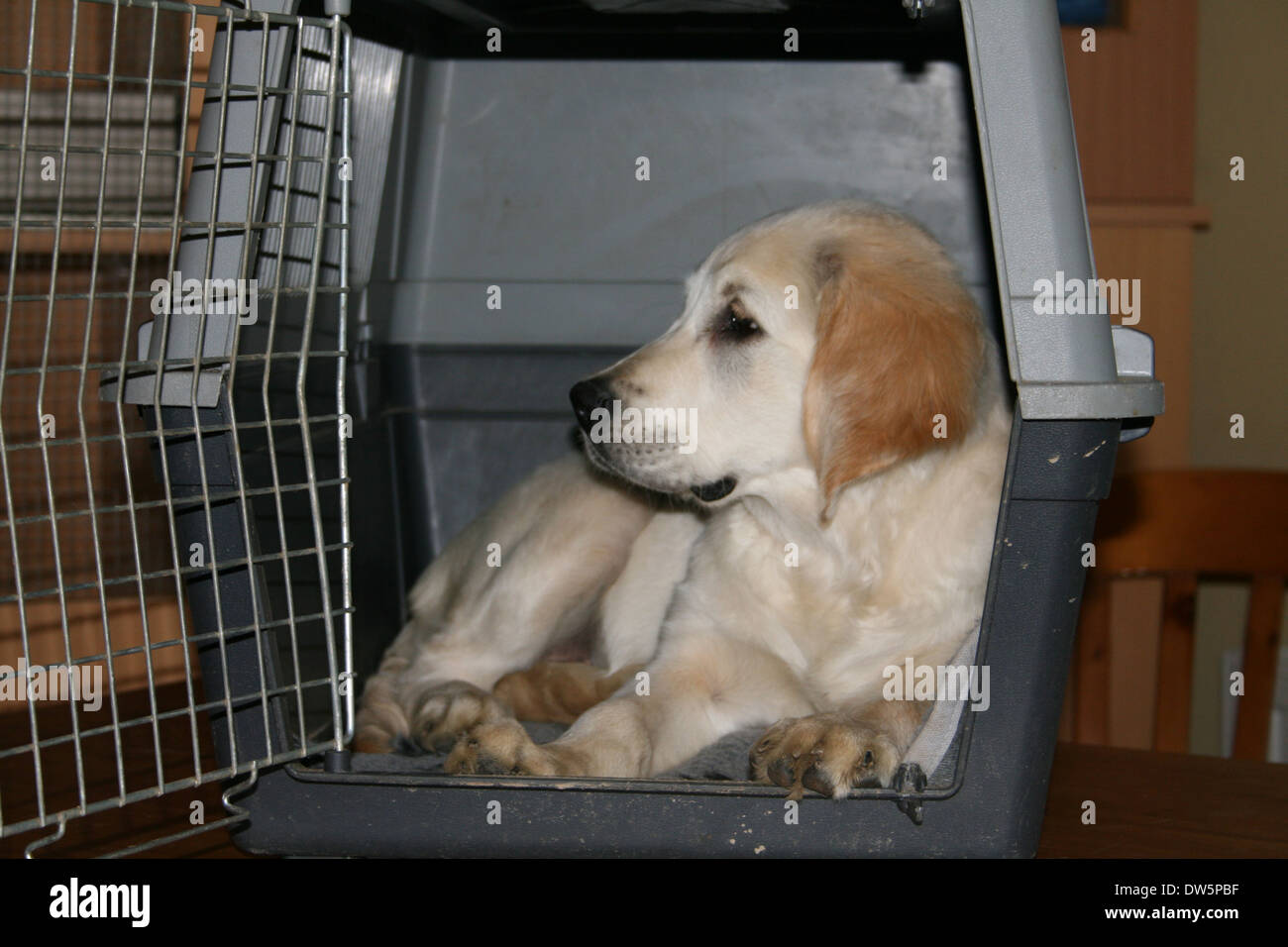 Chien / chiot Golden Retriever couché dans une cage de voyage Photo Stock -  Alamy