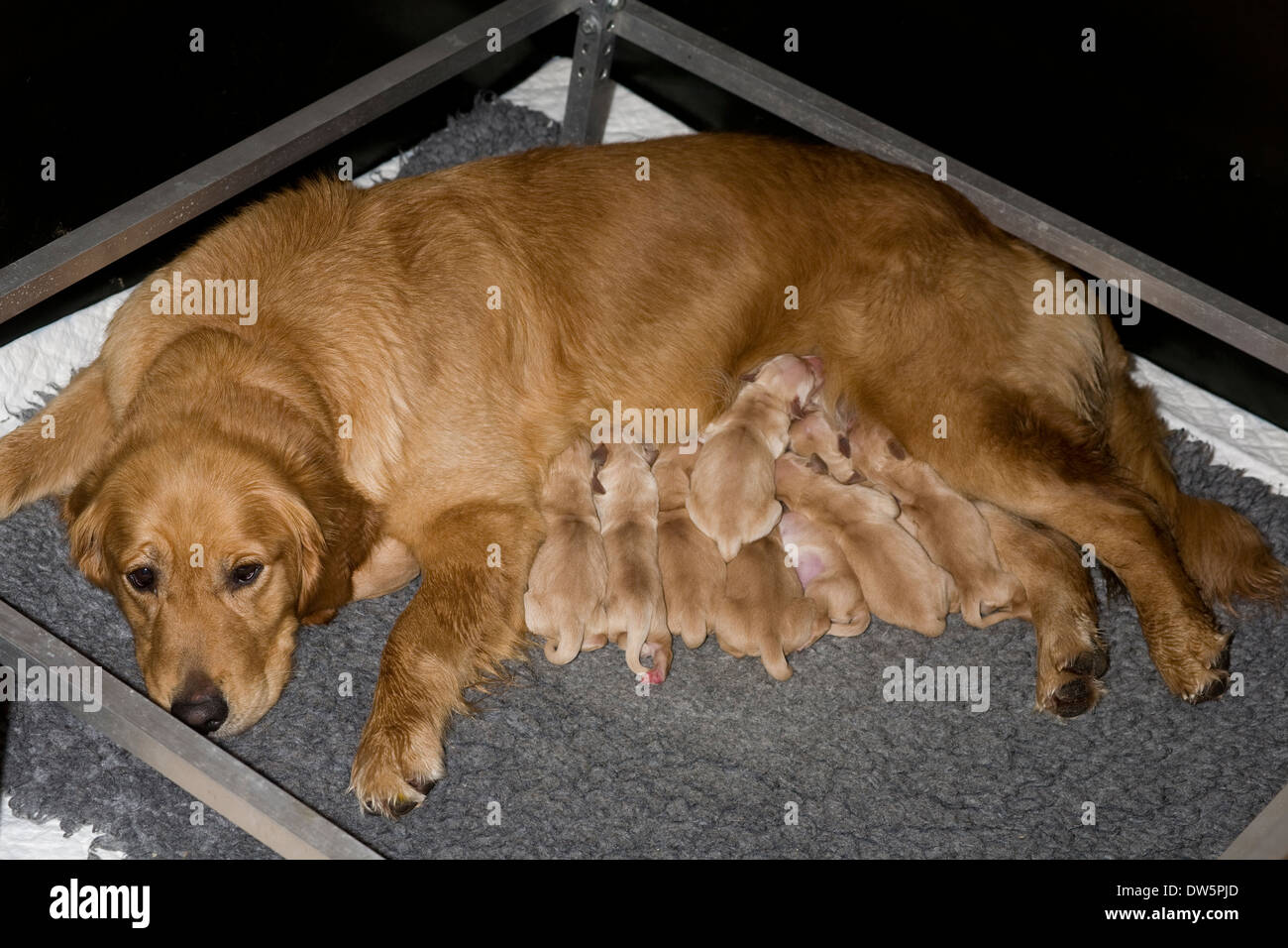 Golden Retriever, bitch, barrage, de la mère, du nouveau-né, chiots, la mise  bas, fort Photo Stock - Alamy