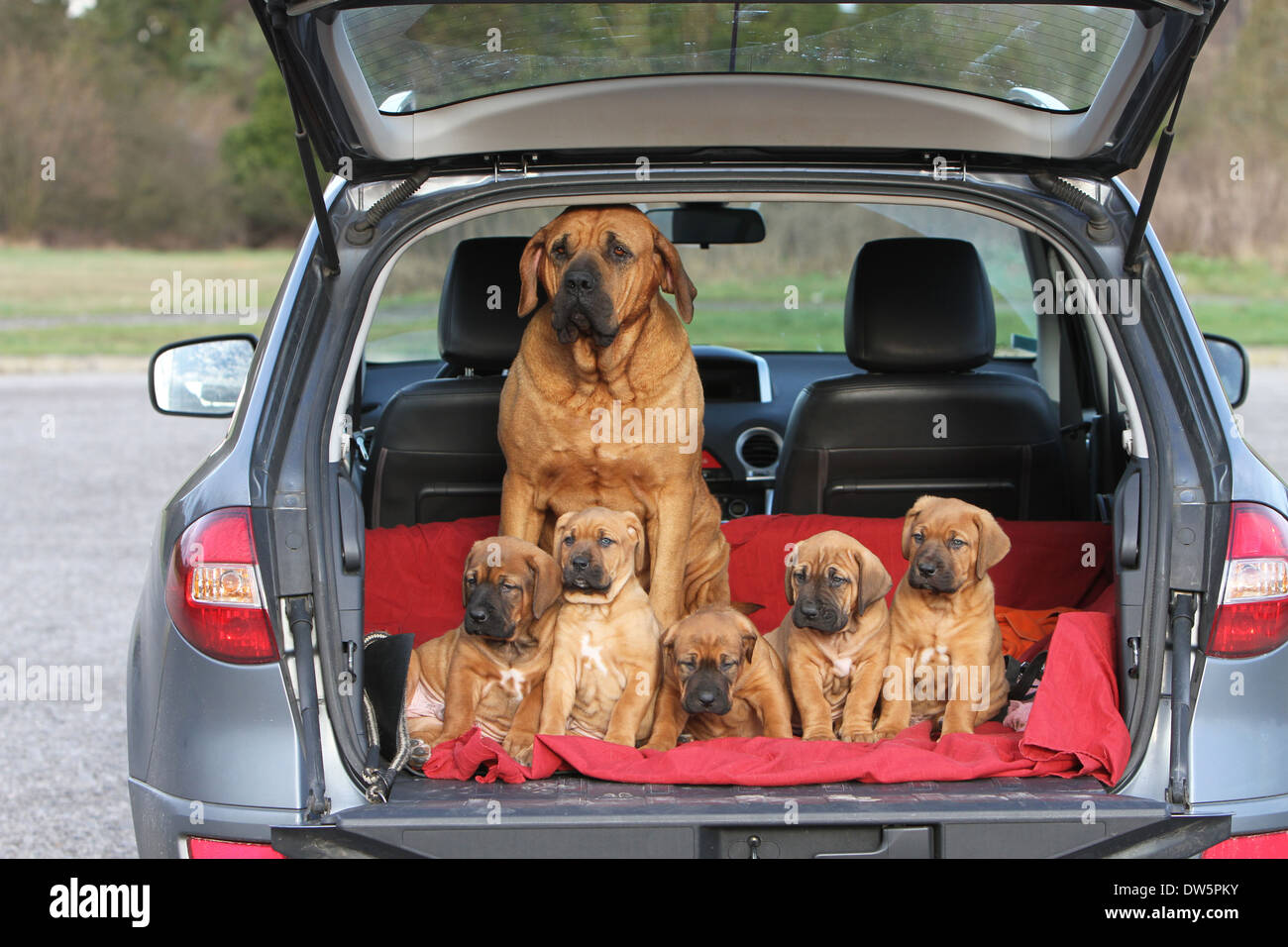 Petite Voiture Japonaise Banque du0027image et photos - Alamy