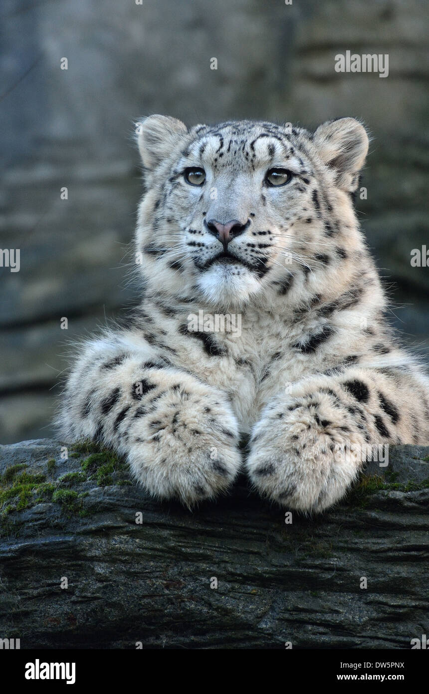 Chat de repos Snow Leopard Banque D'Images