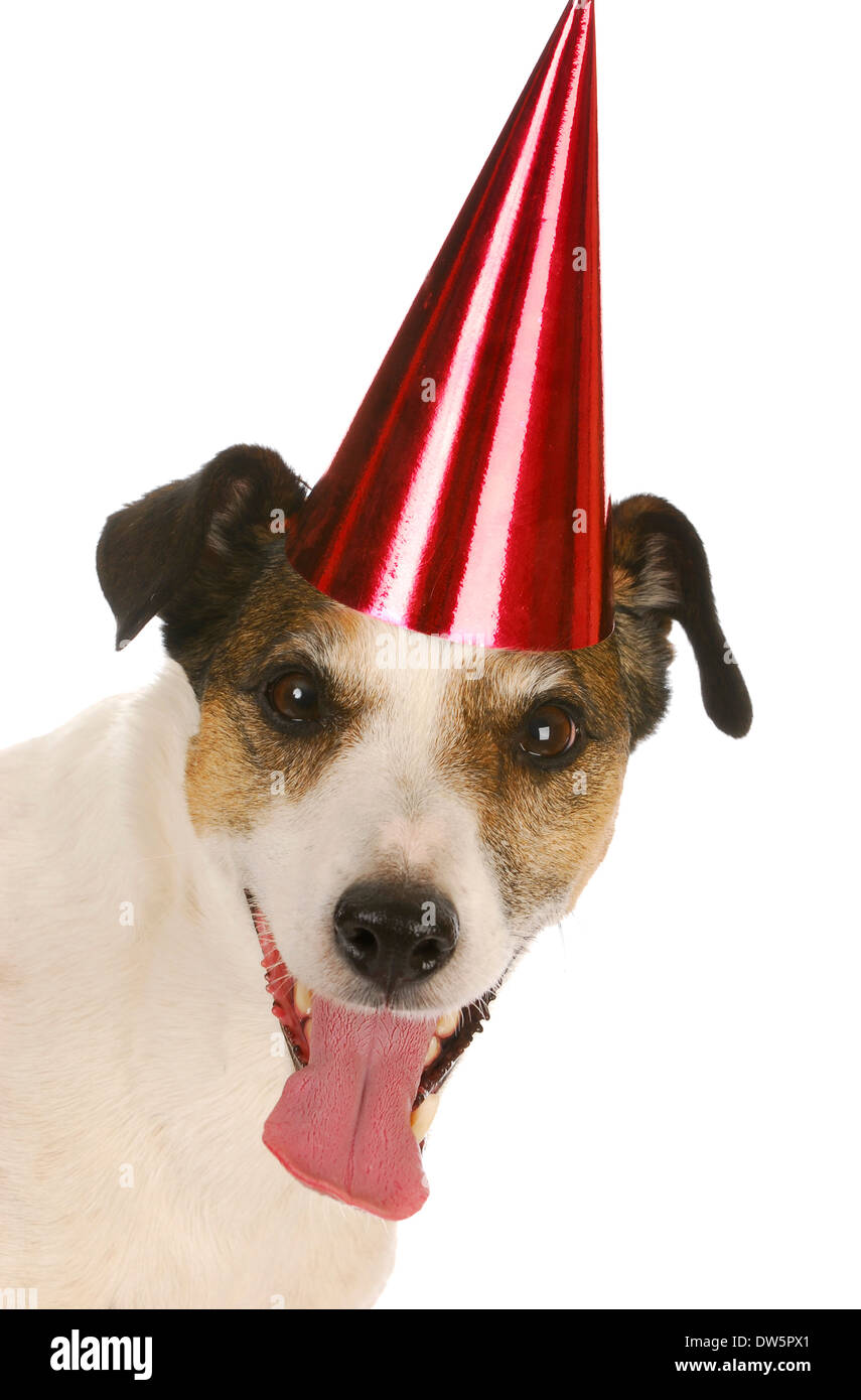 Happy Birthday Dog Jack Russel Banque D Image Et Photos Alamy