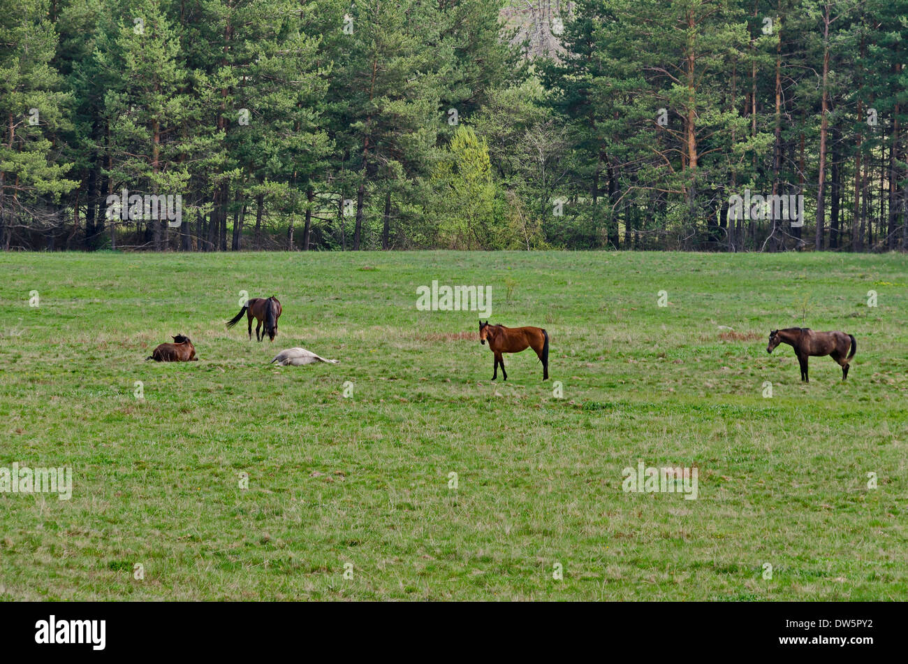 Groupe de chevaux dans la zone de montagne à Plana, Bulgarie Banque D'Images