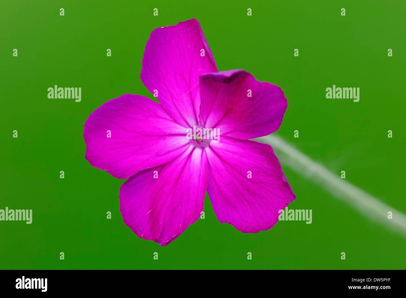 Rose Campion (Lychnis coronaria, Silene coronaria) Banque D'Images