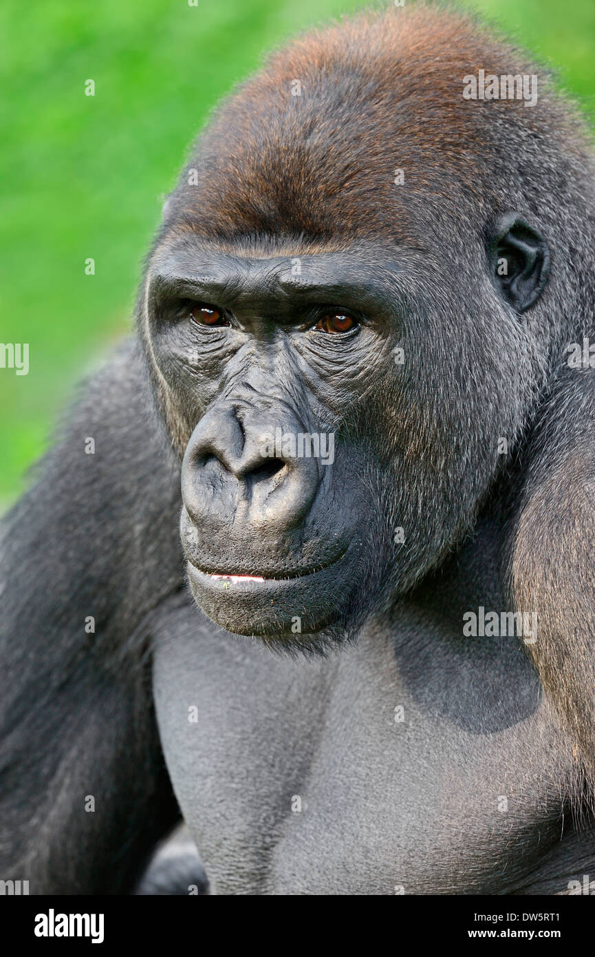 Gorille de plaine de l'ouest (Gorilla gorilla gorilla), homme Banque D'Images