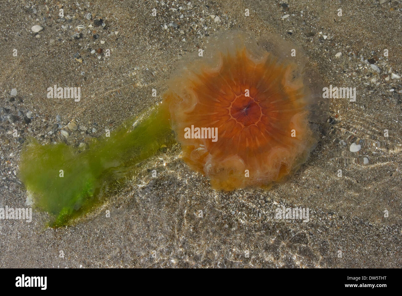 Ortie de mer (Cyanea capillata) sur la plage, le Kattegat Rørvig Nouvelle-Zélande Danemark Banque D'Images
