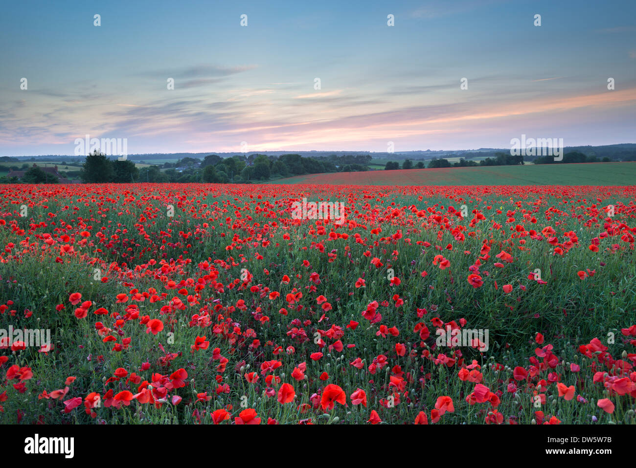 Champ de coquelicots sauvages au coucher du soleil, Dorset, Angleterre. L'été (juillet) 2013. Banque D'Images