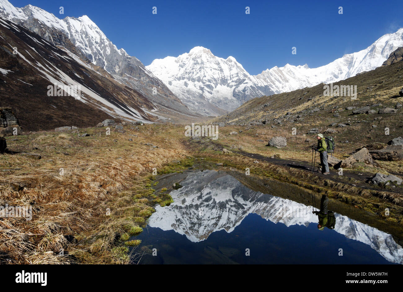 Une dame trekker par un lac encore parfaitement dans le sanctuaire de l'Annapurna au Népal Banque D'Images