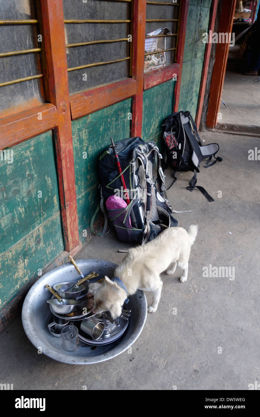Manger les restes de chien des paraboles sur le porche d'un lodge dans la vallée de Tsum, au Népal. Banque D'Images