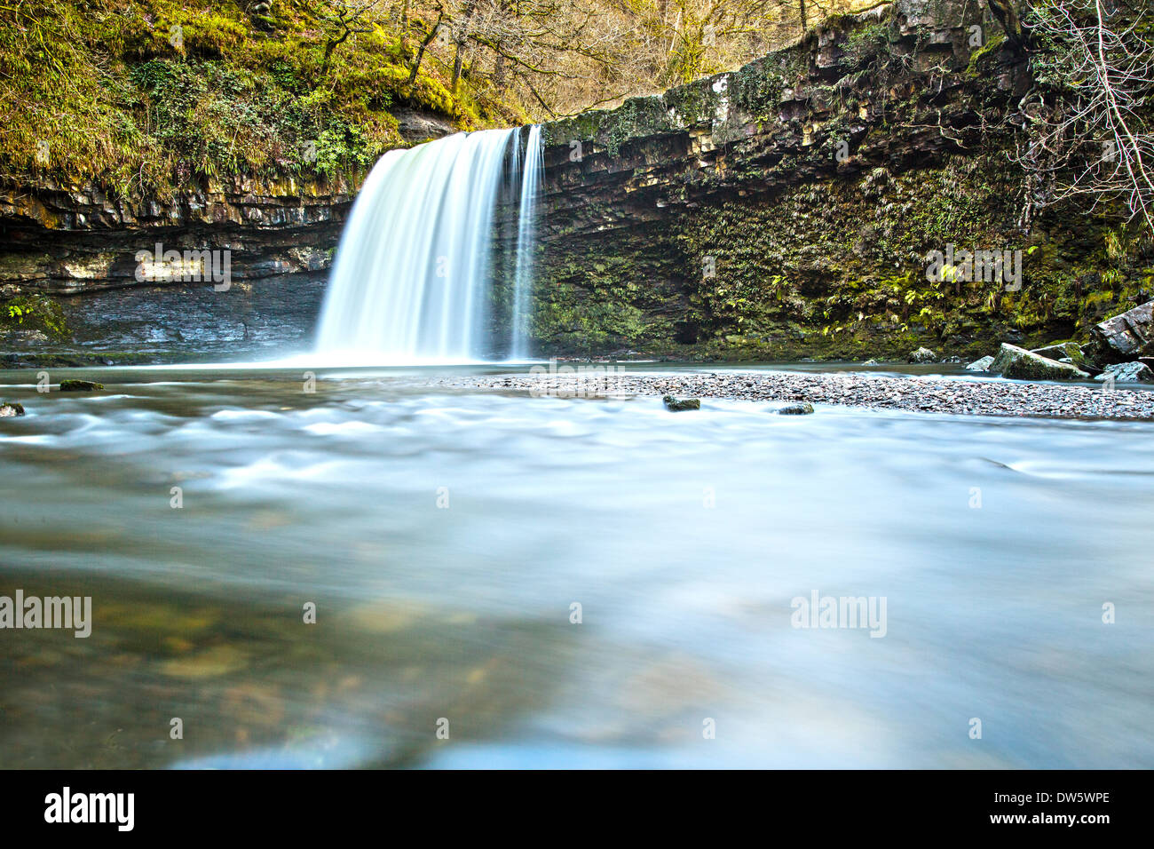 Sgwd Gwladus falls près de Pontneddfechan en plein essor après de fortes pluies Brecon Beacons National Park South Wales UK Banque D'Images
