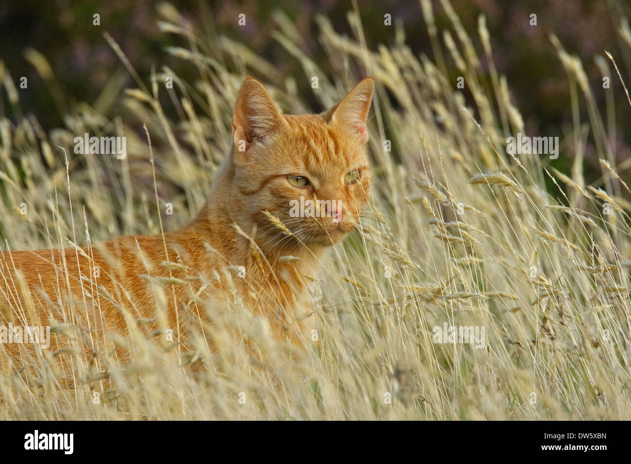 Le chat domestique (Felis catus) la chasse dans les hautes herbes Banque D'Images