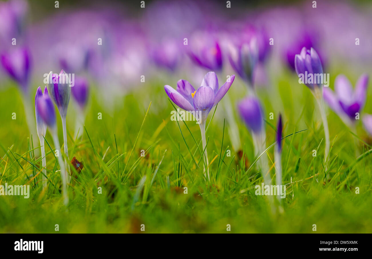 Le petit bleu et violet fleur du Crocus Banque D'Images