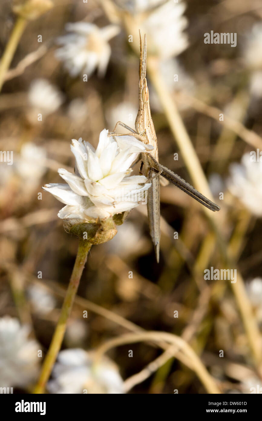 Un morabine grasshopper est tenue sur une fleur d'herbe. Banque D'Images