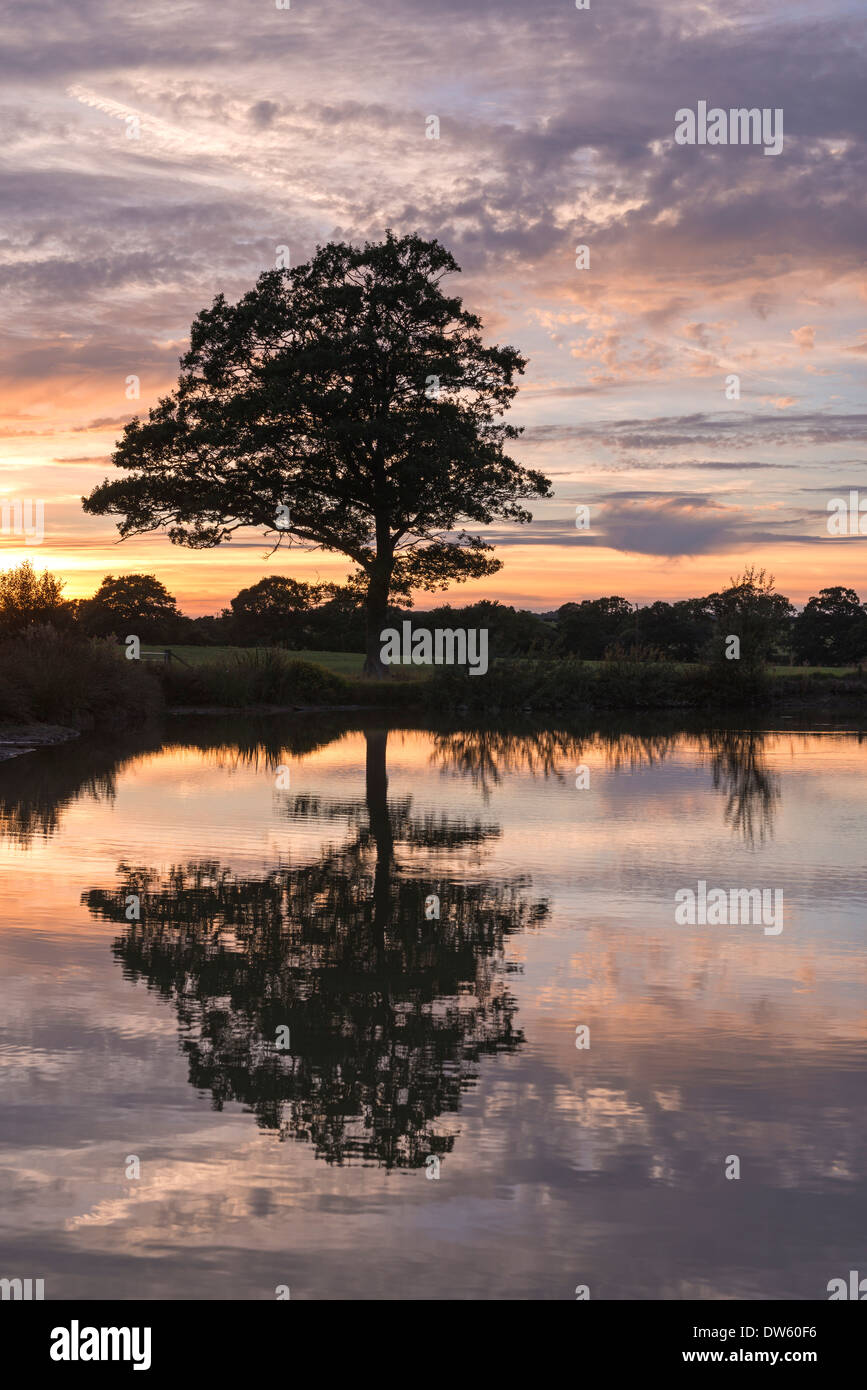 Arbre et la réflexion qui se profile en face d'un merveilleux coucher de soleil, Morchard Road, Devon, Angleterre. L'été (août) 2013. Banque D'Images