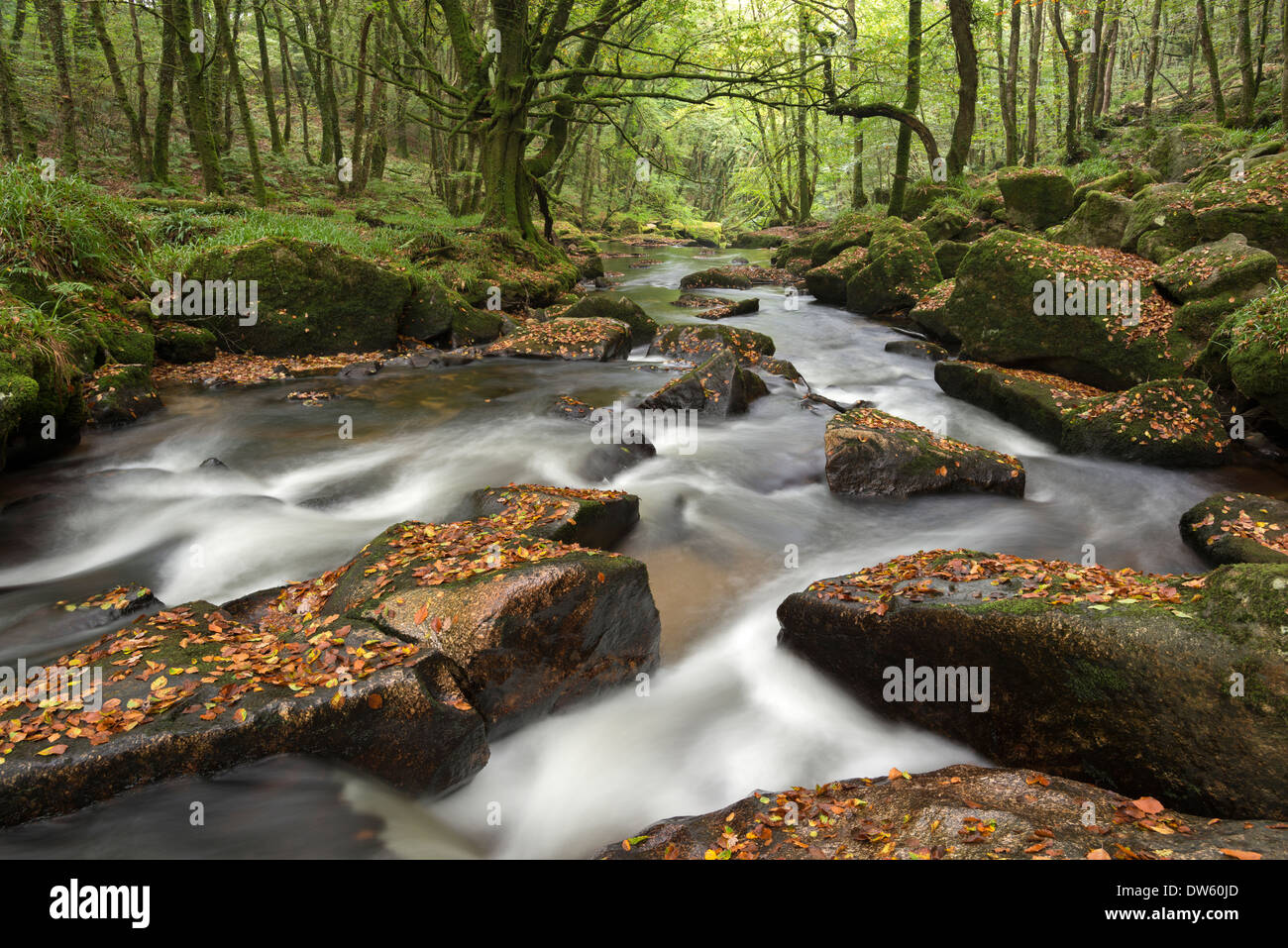 Les roches de la rivière Fowey tumbling par Golitha Falls, à Cornwall, en Angleterre. L'automne (septembre) 2013. Banque D'Images