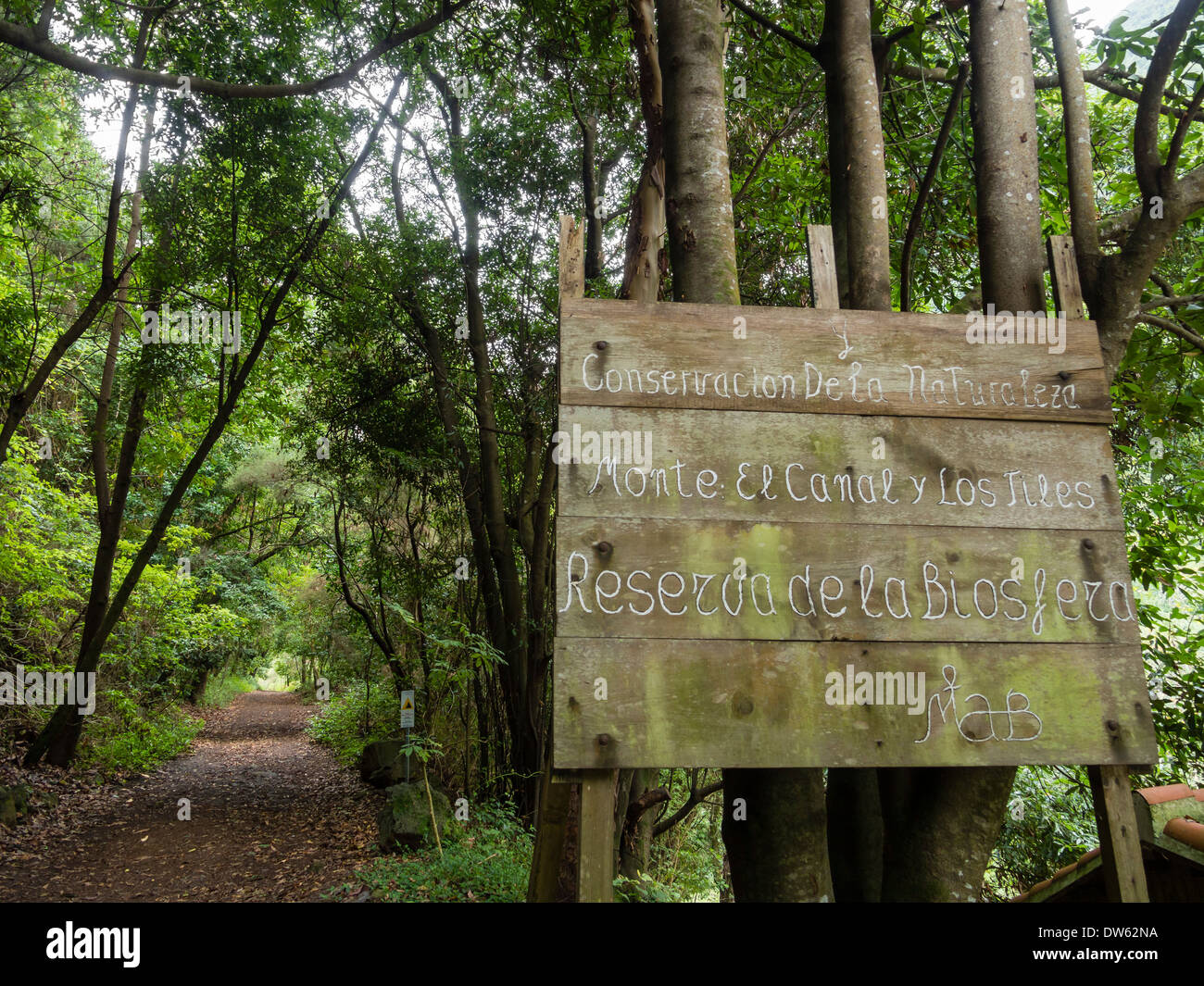 Le chemin de randonnée vers le point de vue 'Mirador del Espigon Atravesado" dans la forêt laurifère de Los tuiles / Los Tilos, La Palma Banque D'Images