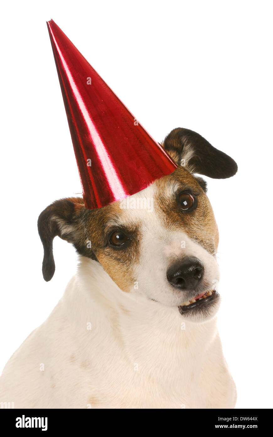 Happy Birthday Dog Jack Russel Banque D Image Et Photos Alamy