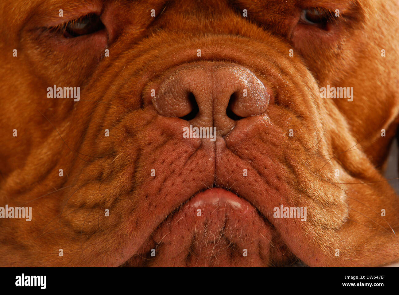 Nez de chien - Dogue de Bordeaux nez Banque D'Images