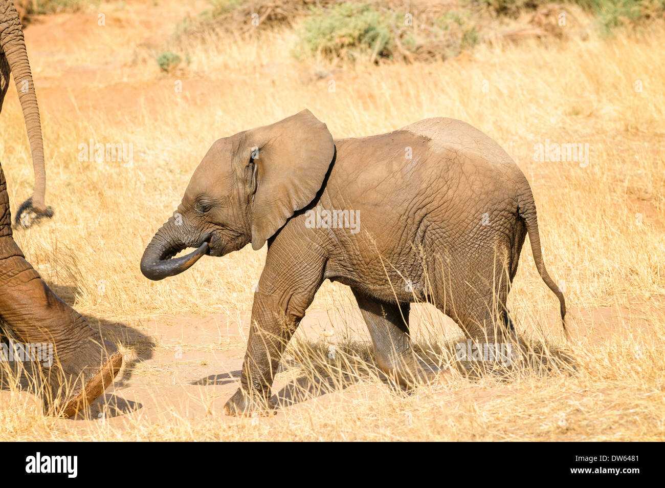 Un bébé éléphant humide suce son tronc comme elle suit sa mère après un bain dans la rivière Ewaso Ng'iro à Samburu au Kenya. Banque D'Images