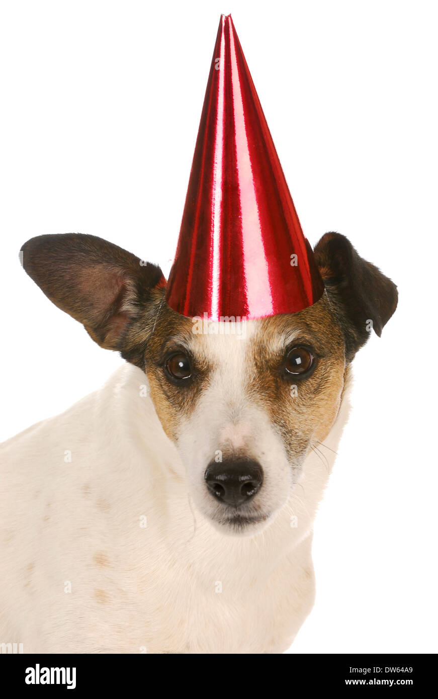 Happy Birthday Dog Jack Russel Banque D Image Et Photos Alamy