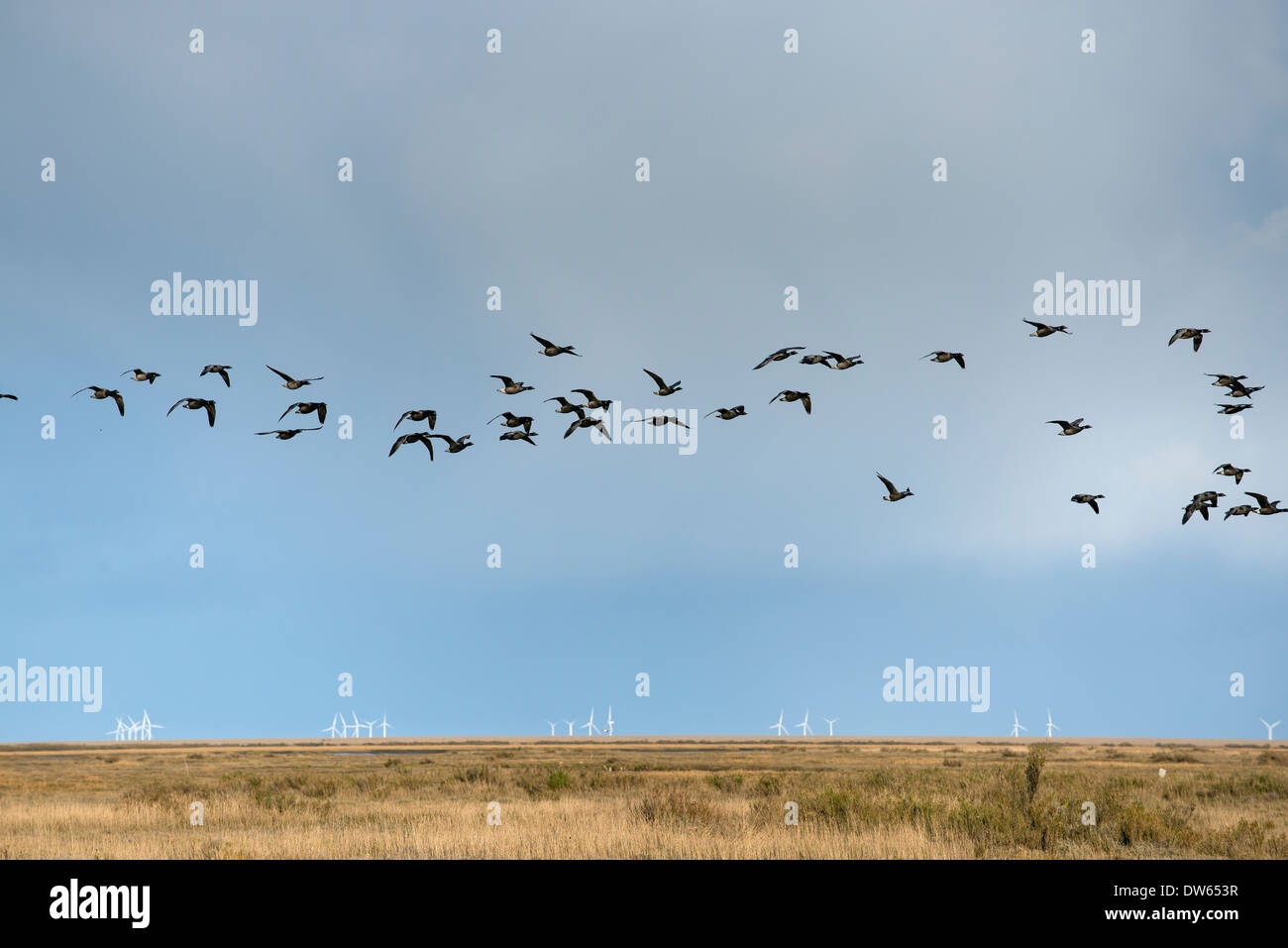 La Bernache cravant volant au-dessus des marais salés côtiers. Banque D'Images