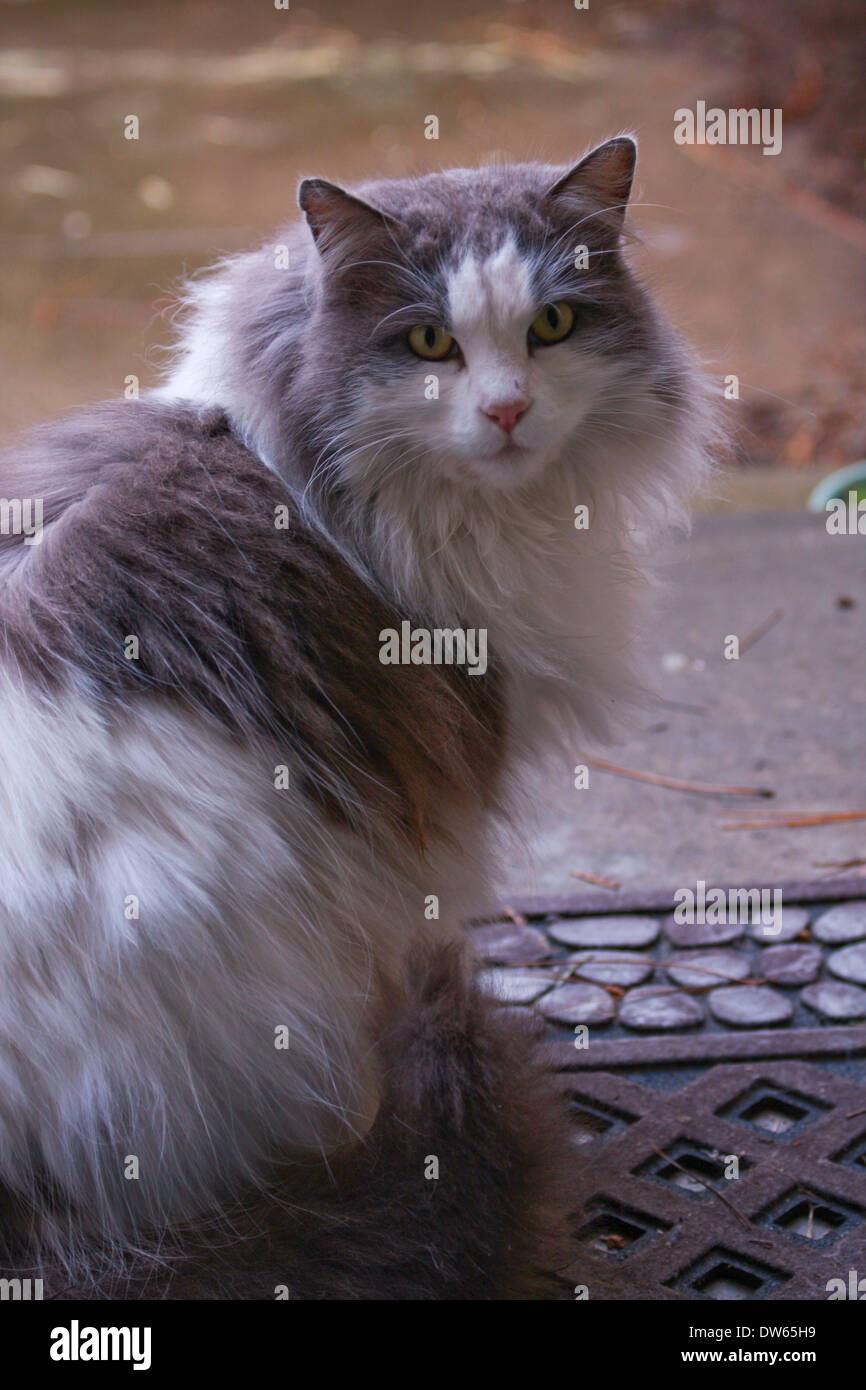 Cat On A Mat Banque D Image Et Photos Alamy Cat On A Mat Banque D Image Et Photos Alamy