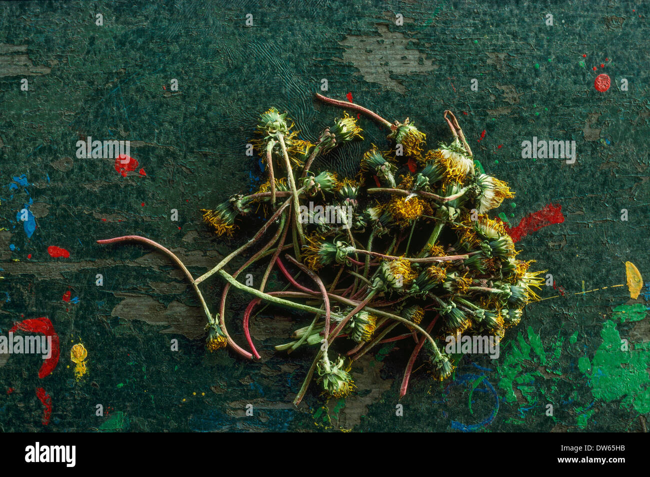 Les mauvaises herbes sauvages pissenlits fleurs mortes des éclaboussures de peinture tiges bouquet Banque D'Images