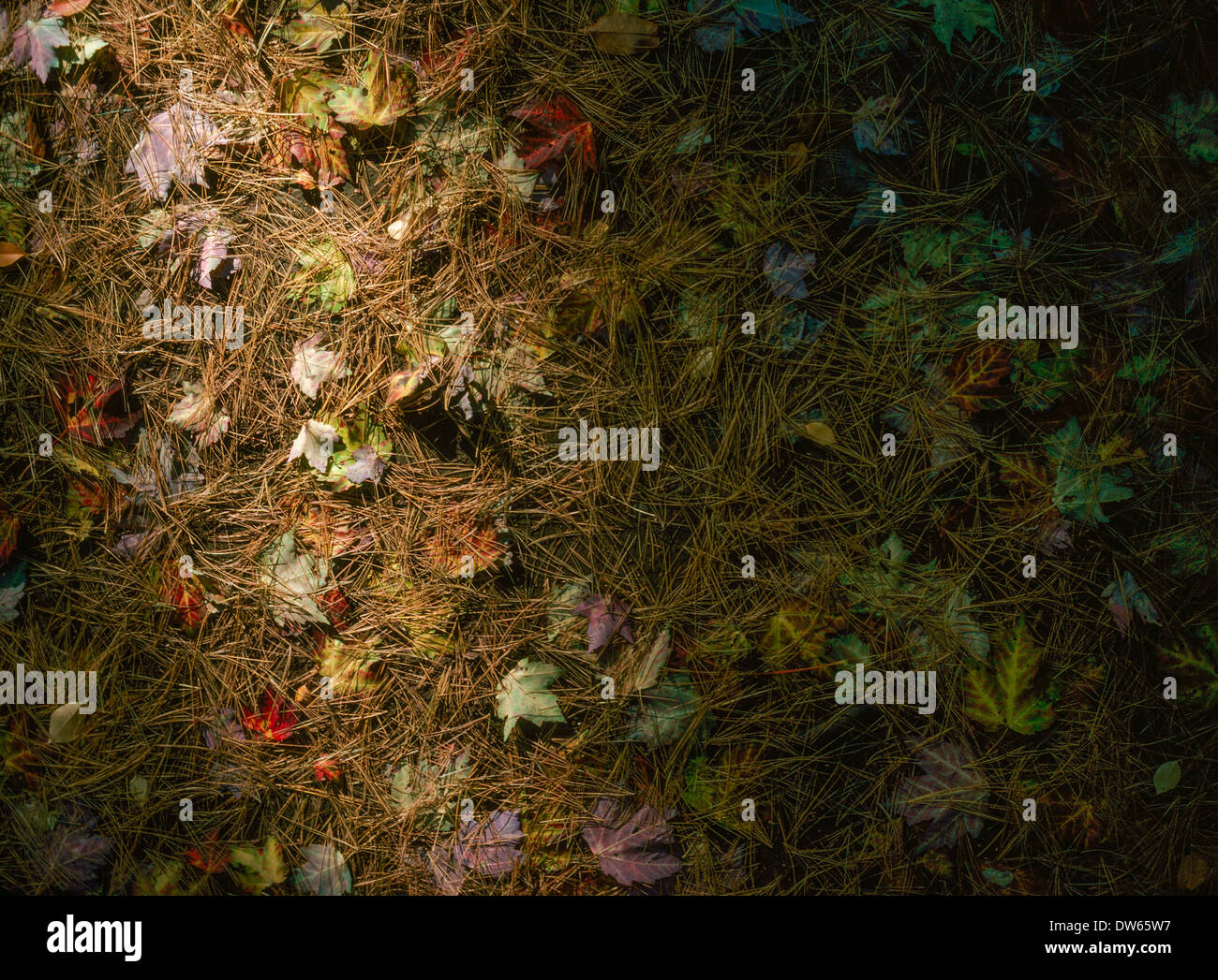 Feuilles d'érable et les aiguilles de pin en lumière rasante sur l'étage des forêts de Oregon State Park géant endormi Banque D'Images