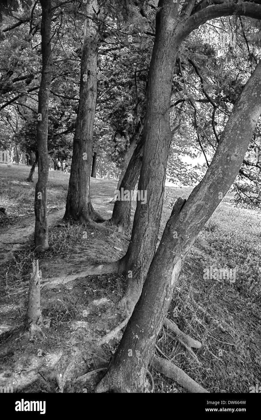 Paysage noir et blanc de troncs d'arbres dans la forêt près de Vadu, Roumanie. Banque D'Images