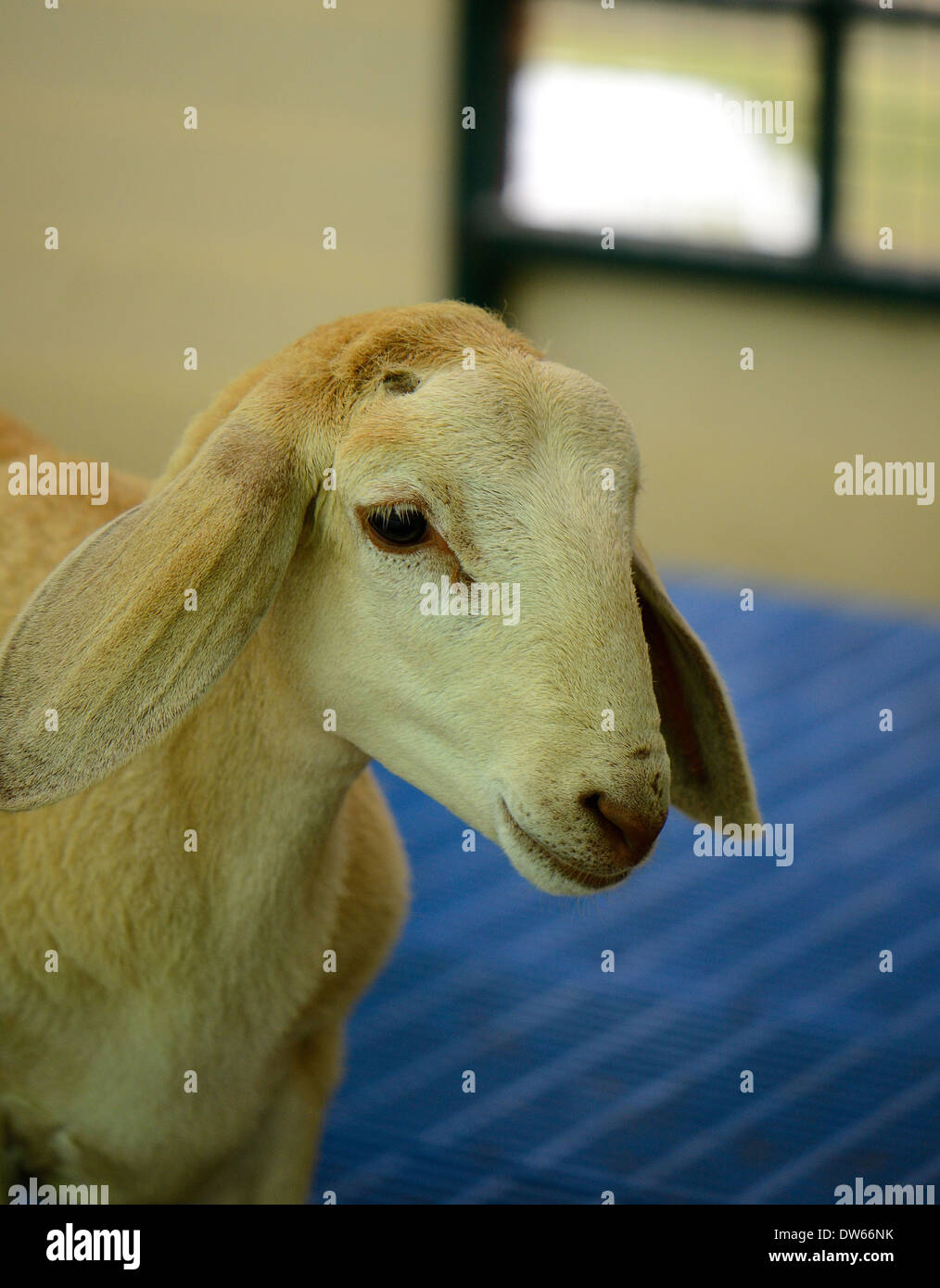 Natif de style thaï Thai house en moutons ferme de moutons Banque D'Images