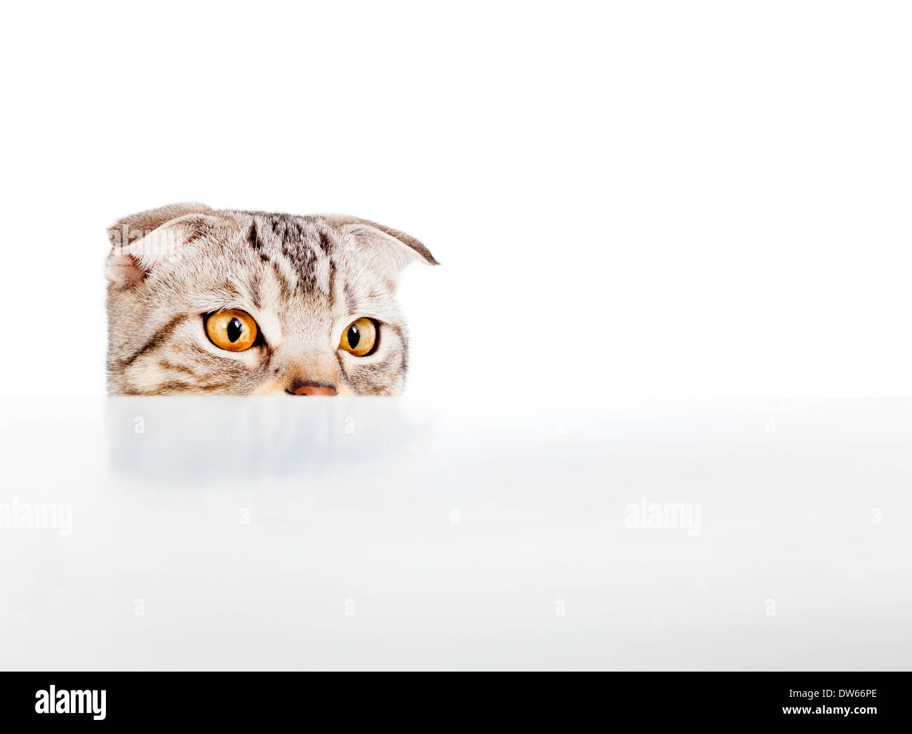 Adorable chat regarda quelque chose sur la table over white Banque D'Images