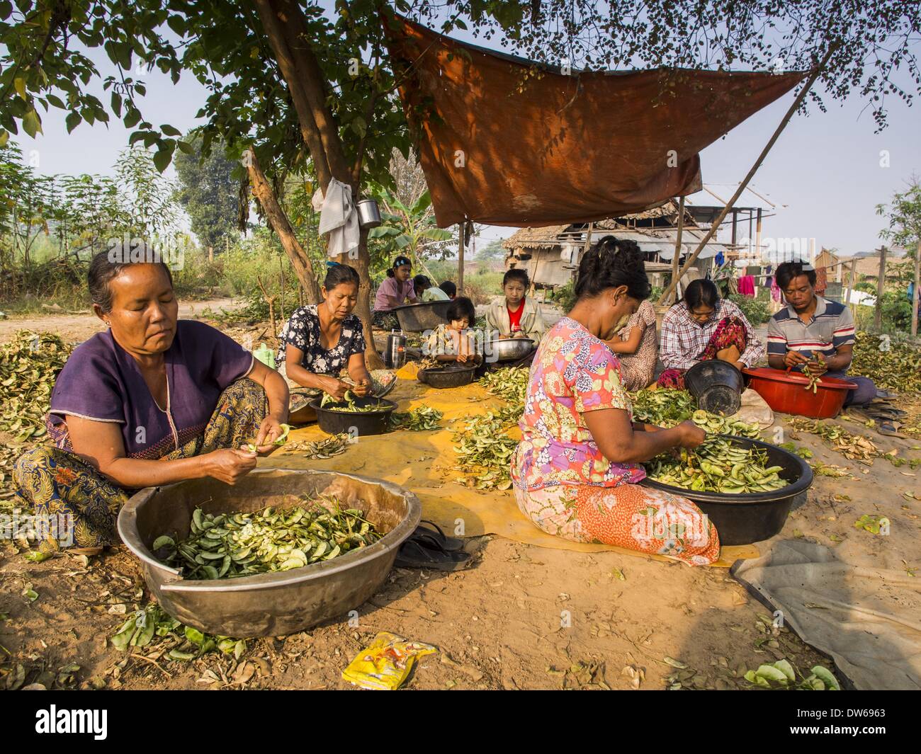 1 mars 2014 - Mae Sot, Thaïlande - Tak, les Birmanes haricots shell dans leur communauté dans la forêt juste au nord de Mae Sot. Mae Sot, sur le Thai-Myanmer (Birmanie) frontière, a une très grande population de migrants birmans. Certains sont des réfugiés qui ont quitté le Myanmar pour échapper à l'agitation civile et la persécution politique, d'autres sont ''réfugiés économiques'' qui sont venus en Thaïlande à la recherche d'un emploi et de meilleures opportunités. (Crédit Image : © Jack Kurtz/ZUMAPRESS.com) Banque D'Images