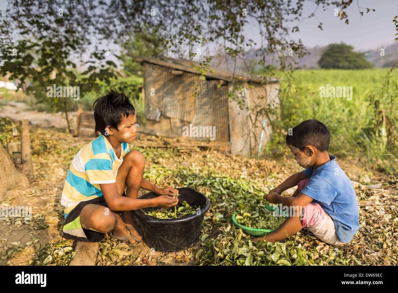 1 mars 2014 - Mae Sot, Tak, Thaïlande - enfants birmans haricots shell dans leur communauté dans la forêt juste au nord de Mae Sot. Mae Sot, sur le Thai-Myanmer (Birmanie) frontière, a une très grande population de migrants birmans. Certains sont des réfugiés qui ont quitté le Myanmar pour échapper à l'agitation civile et la persécution politique, d'autres sont ''réfugiés économiques'' qui sont venus en Thaïlande à la recherche d'un emploi et de meilleures opportunités. (Crédit Image : © Jack Kurtz/ZUMAPRESS.com) Banque D'Images