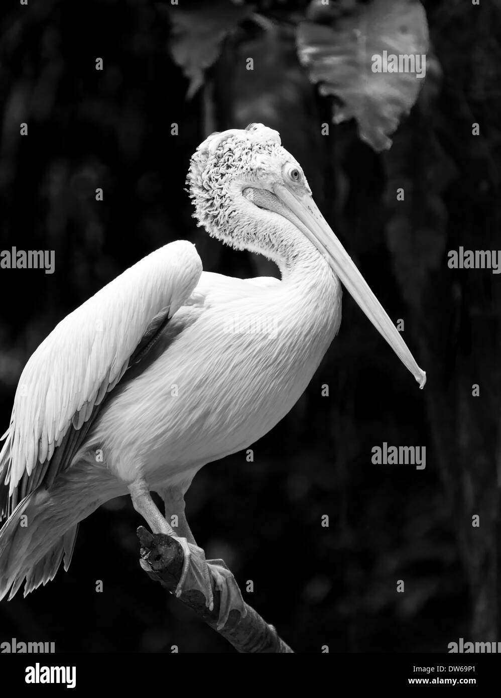 Spot-billed pelican au Zoo de Singapour. Banque D'Images