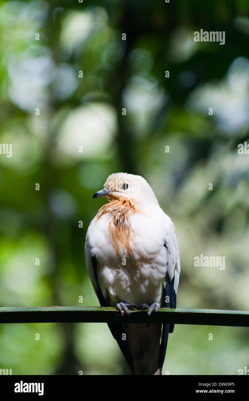 Un pied pigeon impérial (Ducula bicolor) au Parc Ornithologique de Jurong, à Singapour. Banque D'Images