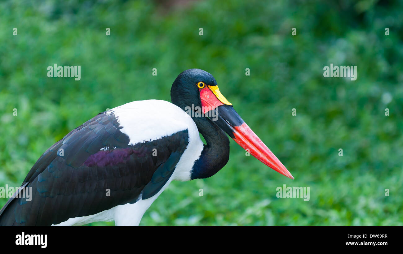 Saddle-billed stork femelle (Ephippiorhynchus senegalensis) au Parc Ornithologique de Jurong, à Singapour. Banque D'Images