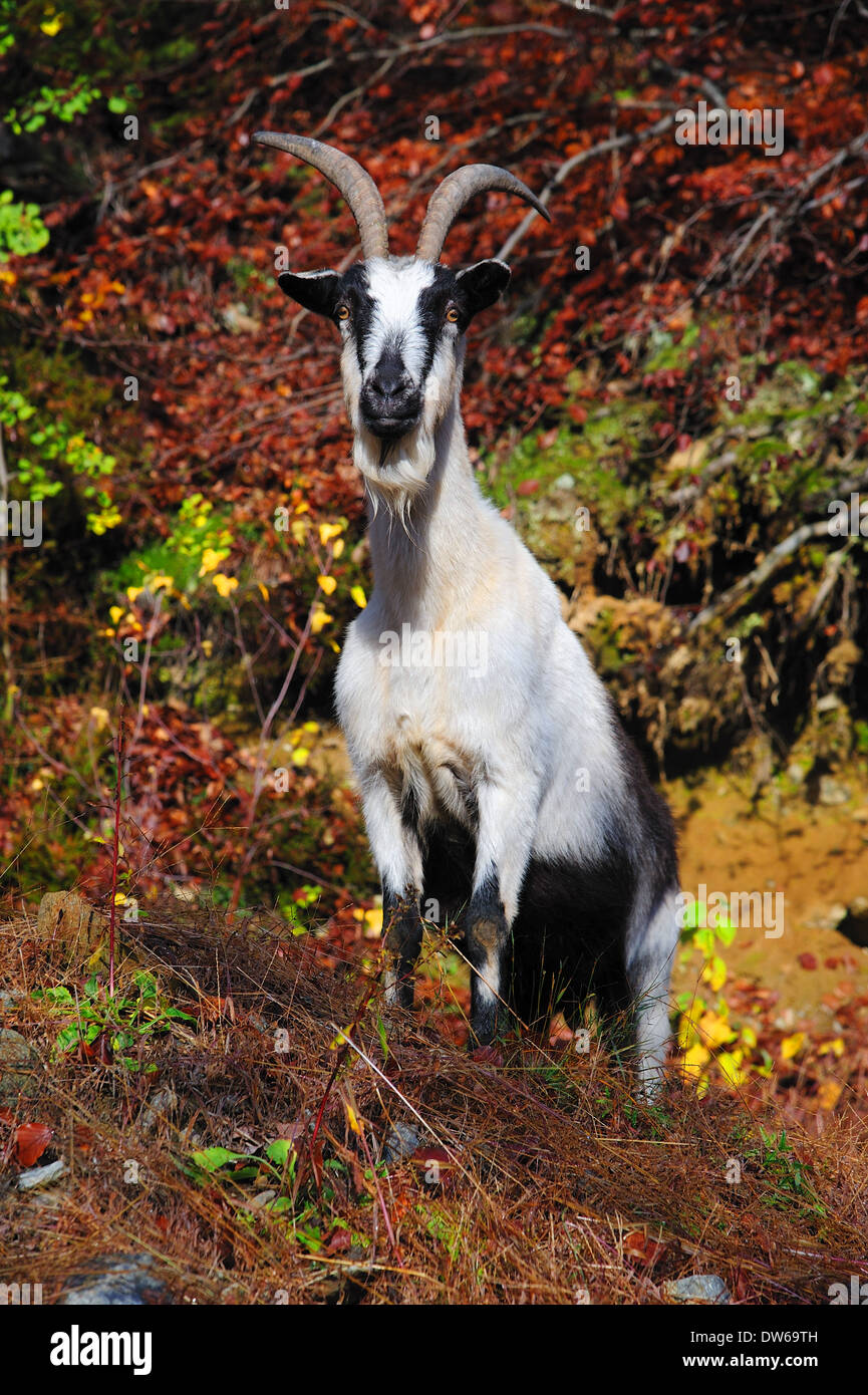 Chèvre alpine à la recherche de nourriture Banque D'Images