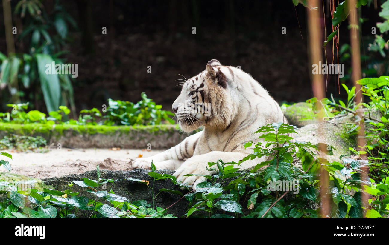 Tigre du Bengale au zoo de Singapour. Banque D'Images