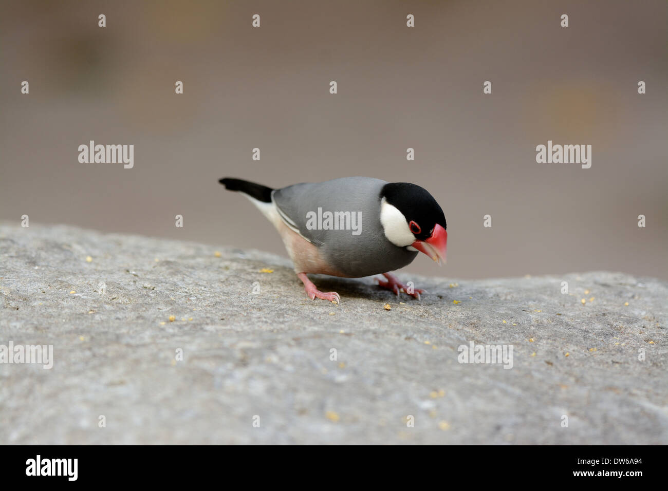 Belle Java Sparrow (Lonchura oryzivora) se nourrissant de sol Banque D'Images