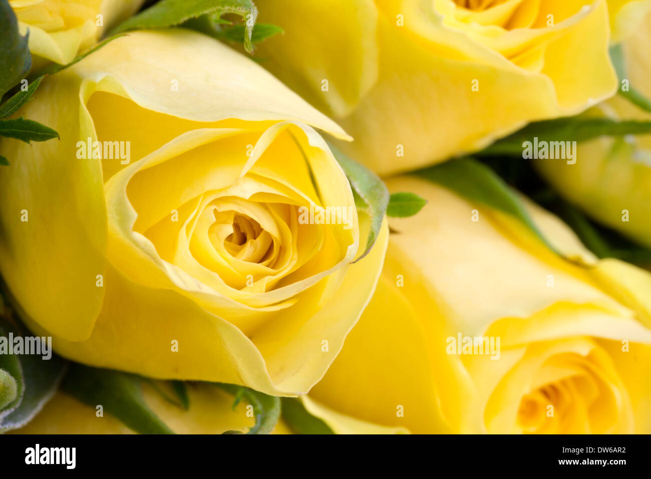 Close up image de belles roses jaunes Banque D'Images