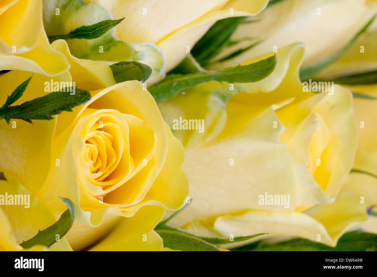 Close up bouquet de belles roses jaunes Banque D'Images