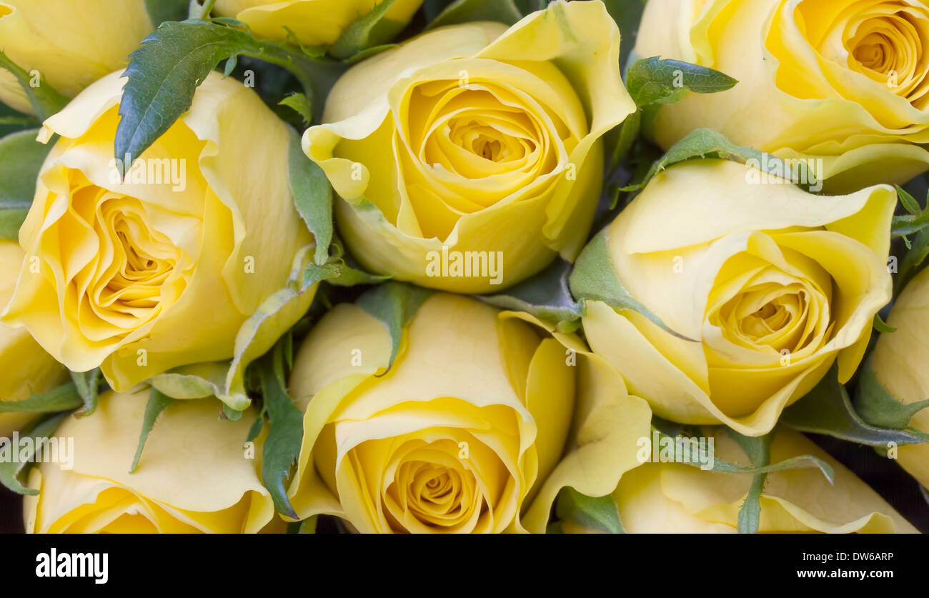 Close up image du magnifique bouquet de roses jaunes Banque D'Images