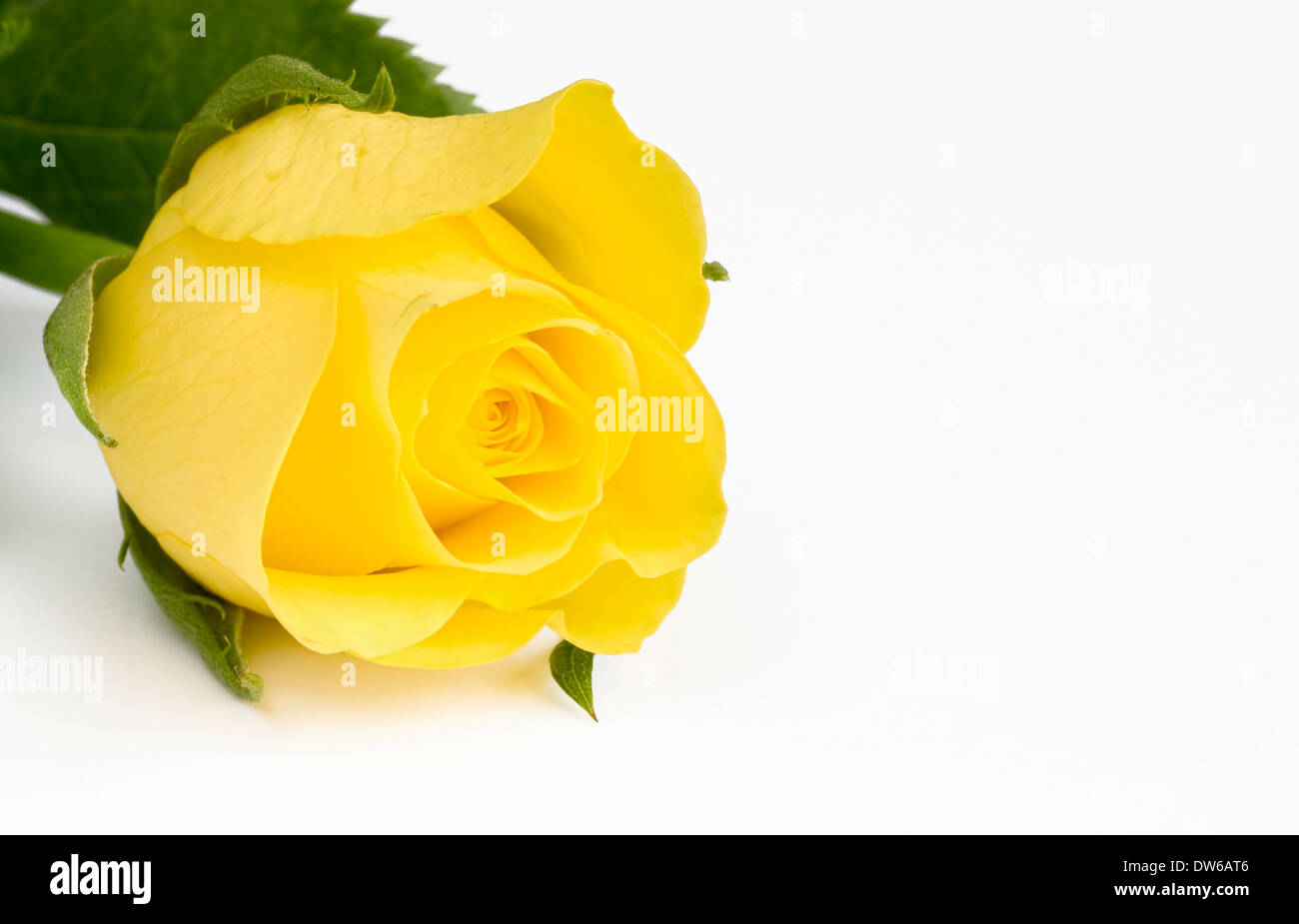 Belle rose jaune sur fond blanc Banque D'Images