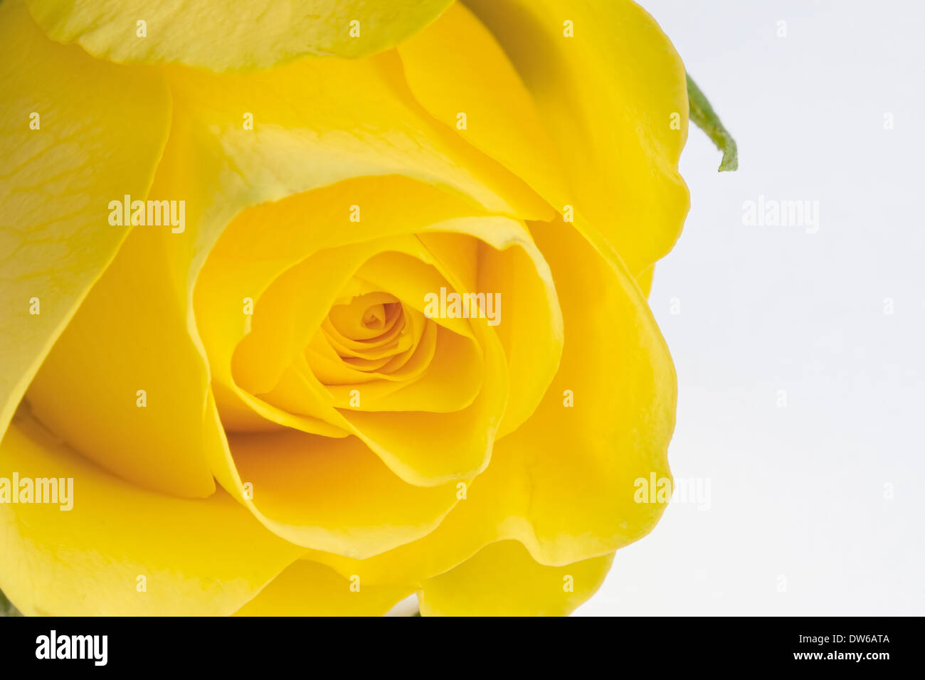 Close up image de rose jaune sur fond blanc Banque D'Images