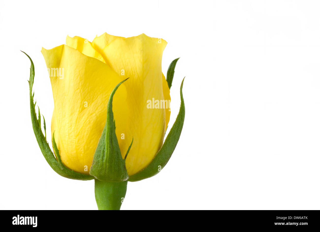 Rose jaune sur blanc Banque D'Images