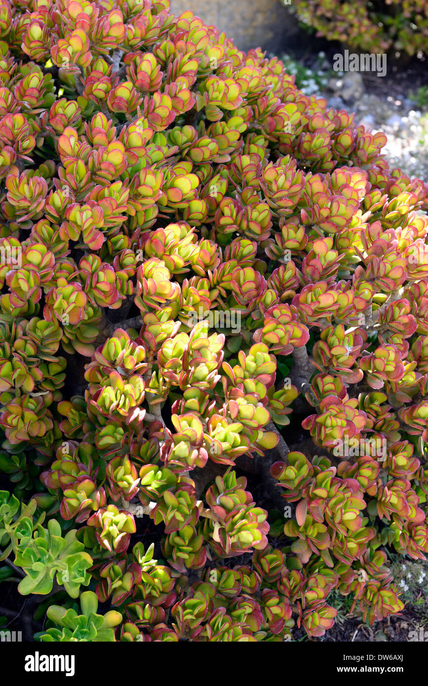 Jardin d'Alcatraz fleurs succulentes de floraison des plantes de l'île pénitentiaire prison argent couleur coloré couleur coloré Banque D'Images