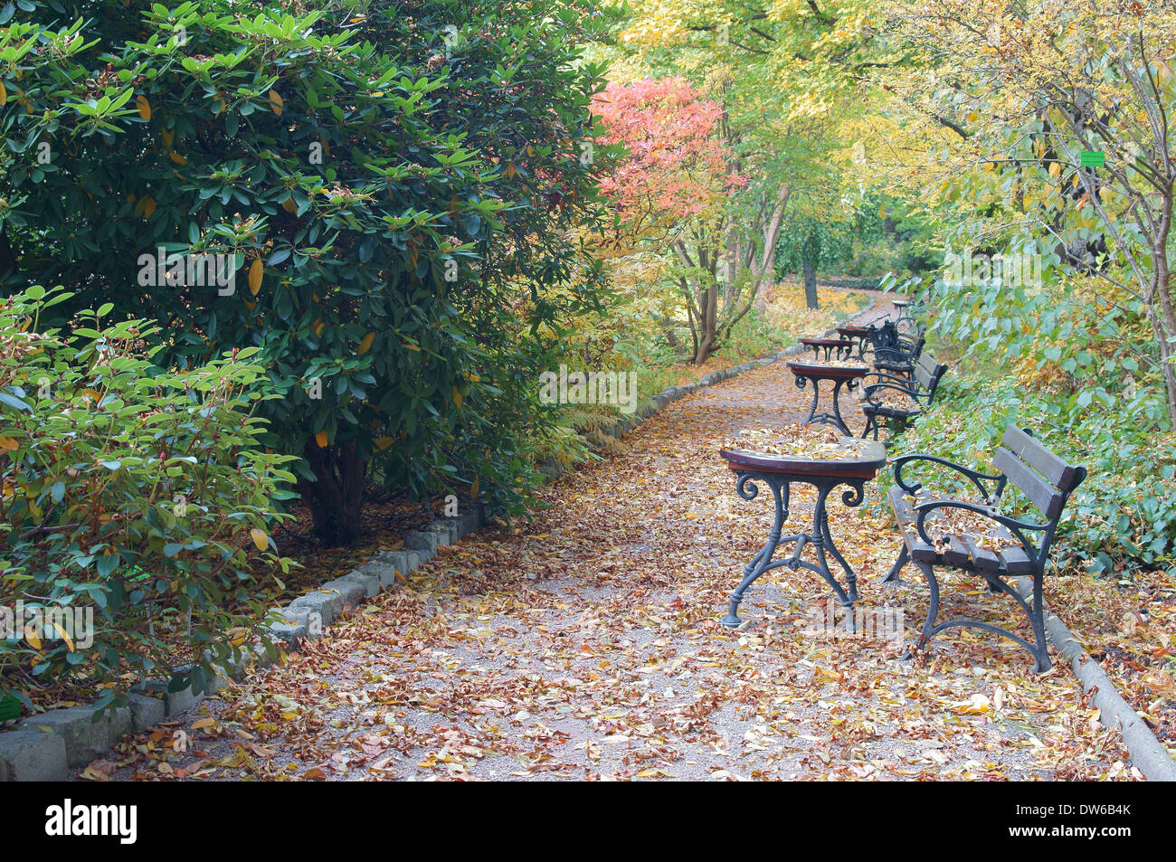 Colofrul ensoleillée journée jardin botanique de l'automne feuillage Wrocław Banque D'Images