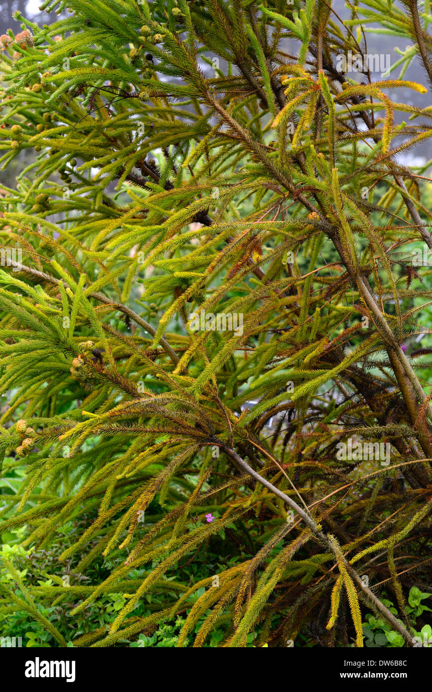 Berzelia catégory galpinii dense d'arbustes à feuilles persistantes à l'aiguille fine, petites feuilles vert feuillage dru découle Banque D'Images