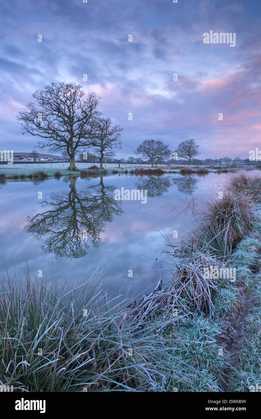 Matin d'hiver glacial à côté d'un étang, Morchard rural Road, Devon, Angleterre. L'hiver (Janvier) 2014. Banque D'Images