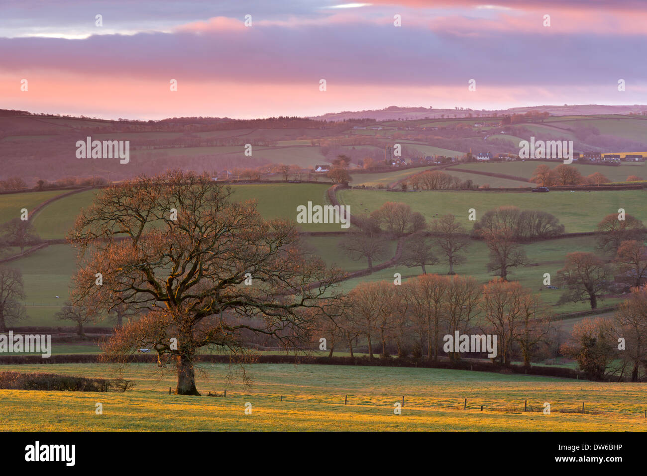 Tôt le matin, la lumière du soleil d'hiver sur des campagne du Devon, Devon, Angleterre. L'hiver (février) 2014. Banque D'Images