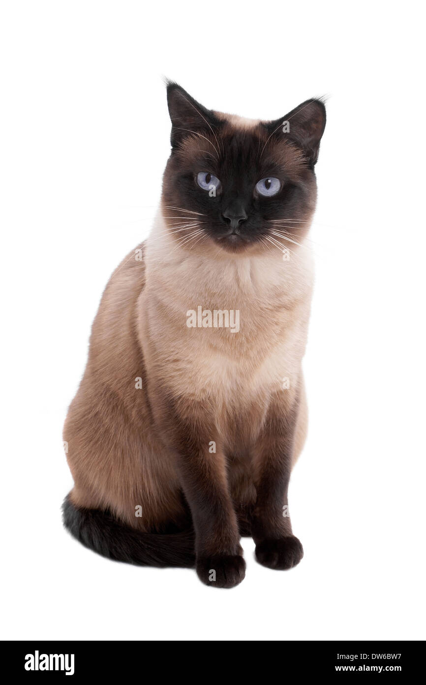 2 Ans De Chat Siamois Seal Point Photo Stock Alamy
